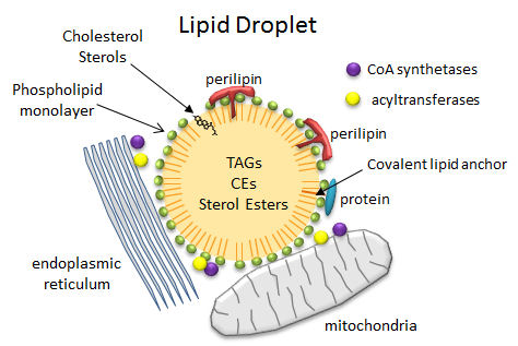 lipids structure lipid droplets metabolism membrane water cells fatty cholesterol micelles mitochondria protein molecules function cell acid vesicles energy acids