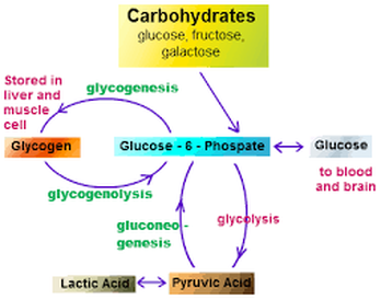 Glycogenolysis is anabolic or catabolic
