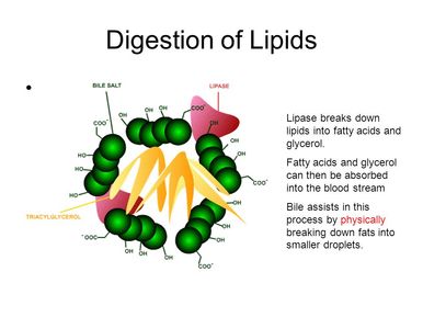 lipids digestion down digestive into system fatty breakdown acids acid trypsin break forming taken weebly lipase